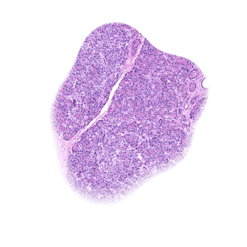 tissue illustration